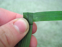 cross2